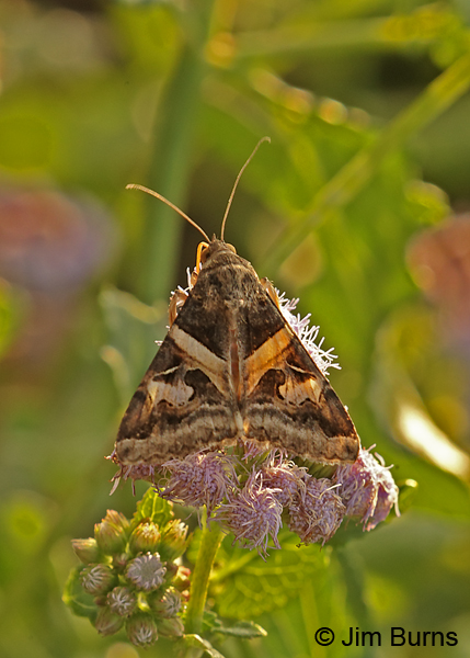 Perpendicular Melipotis Moth on Crucita, Texas
